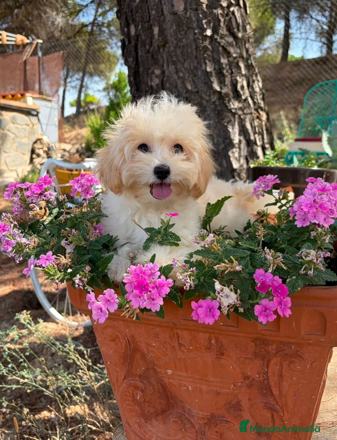 Maltipoo perros en venta: Maltipoo toy listo para entregar !!! - Anuncio 2