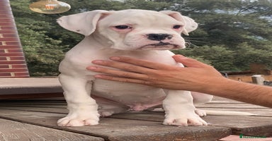Boxer perros - Propaganda 5