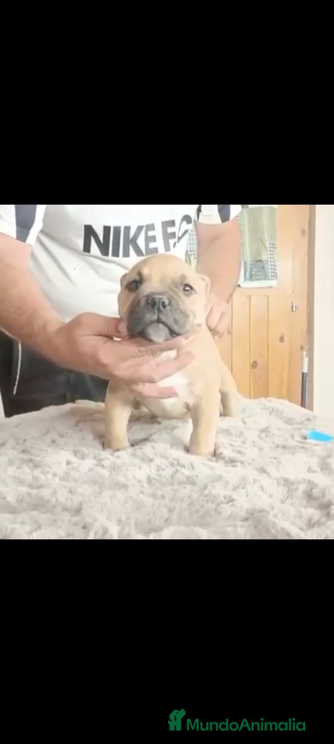 American Bully perros en venta: American bully pocket  - Imagen 7
