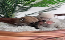 Pomerania perros en venta: POMERANIA HEMBRAS - Imagen 2