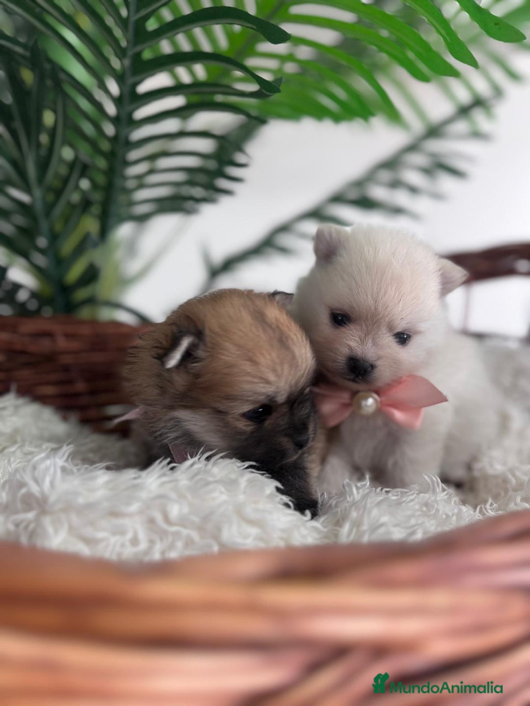 Pomerania perros en venta: POMERANIA HEMBRAS - Imagen 2