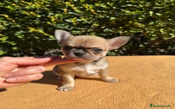 Chihuahua perros en venta: Fabuloso chihuahua línea rusa - Imagen 4