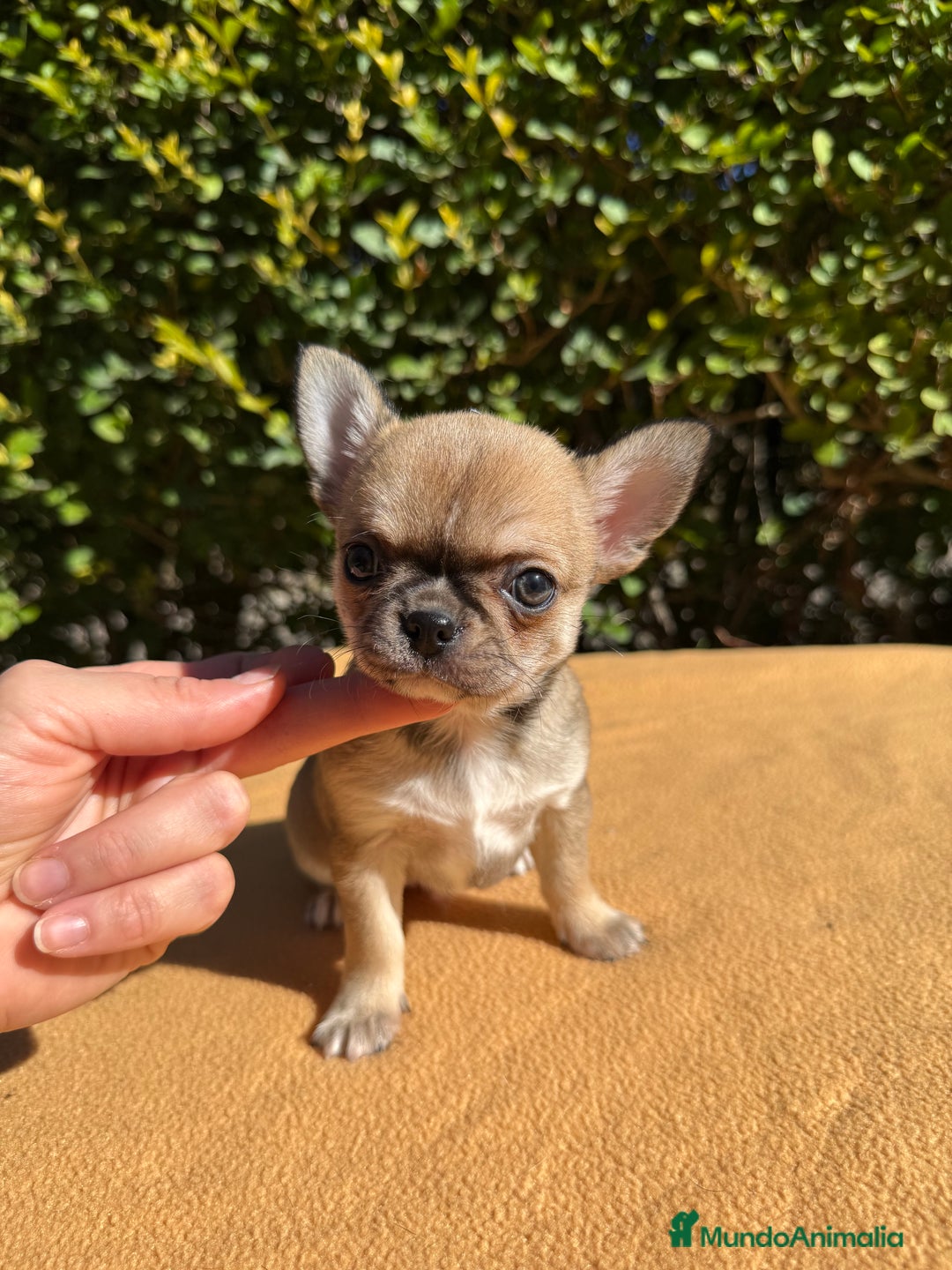 Chihuahua perros en venta: Fabuloso chihuahua línea rusa - Imagen 4