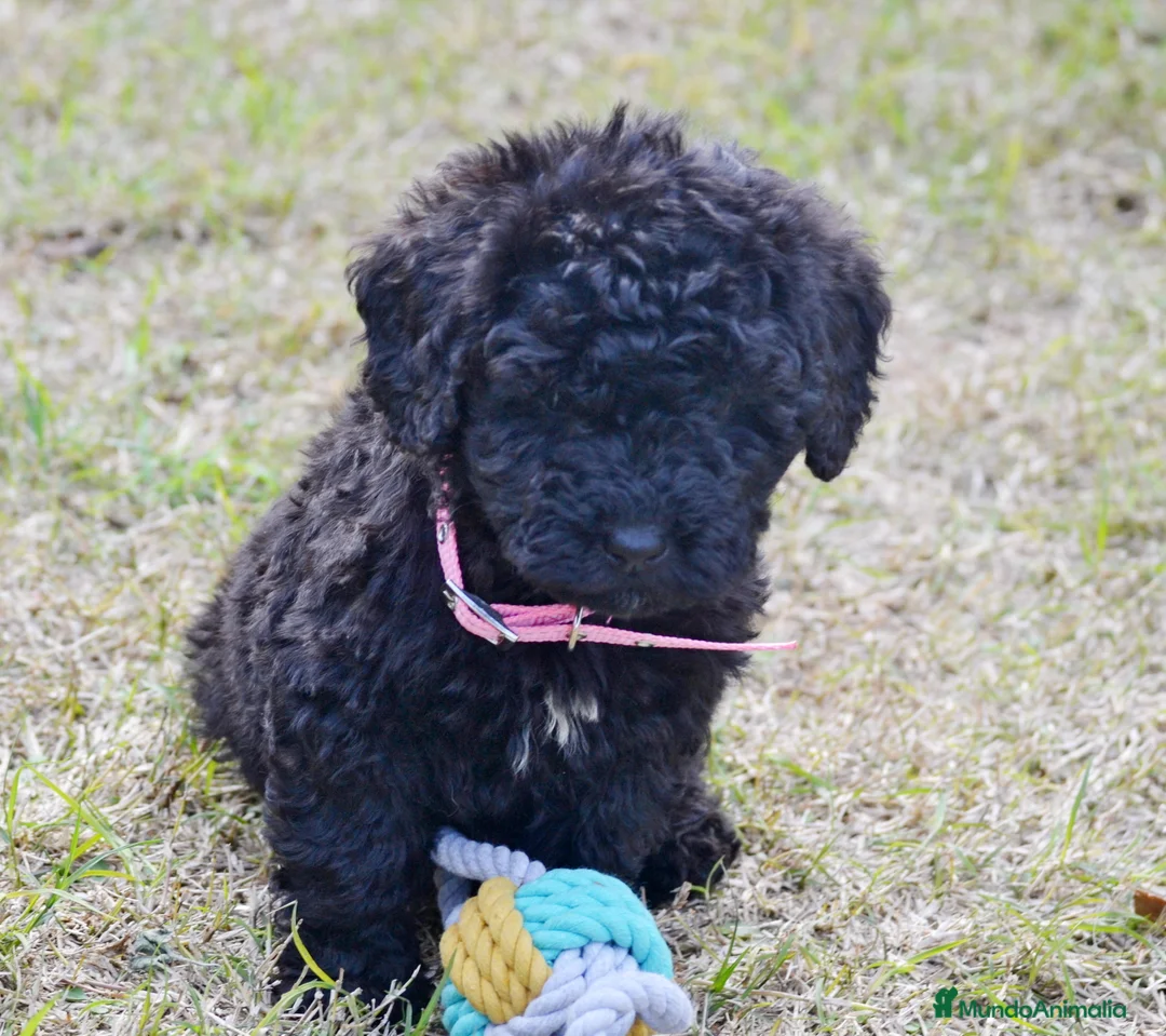 Perro de Agua Español perros en venta: CACHORRO PERRO DE AGUA ESPAÑOL  - Anuncio 23
