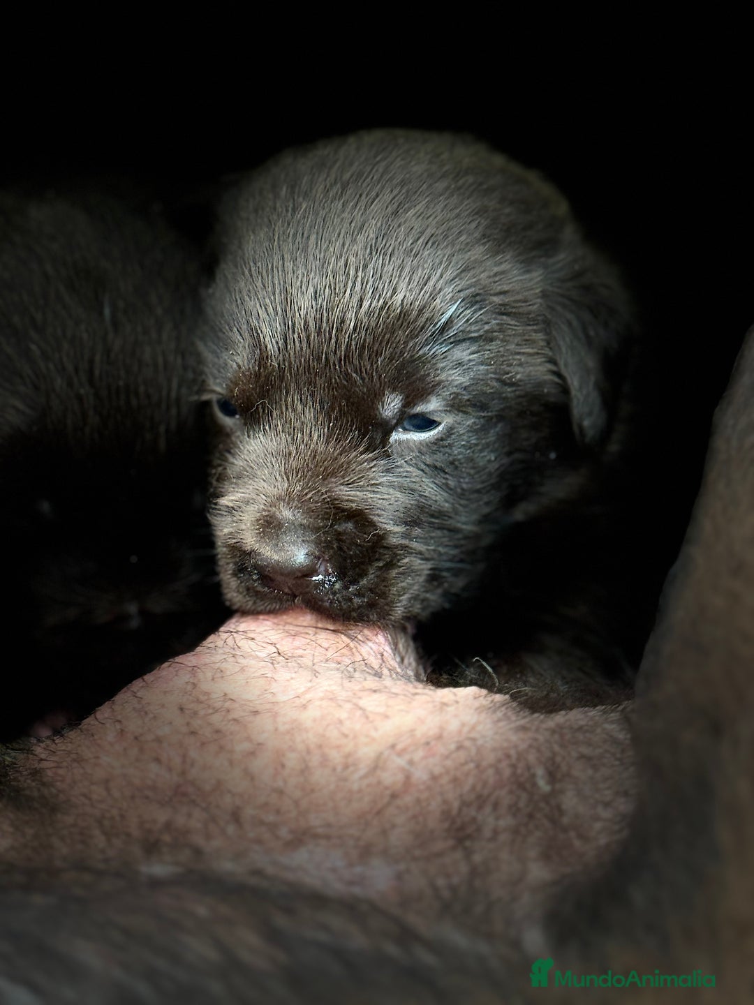 Labrador Retriever perros en venta: Labrador Retrieber - Imagen 6
