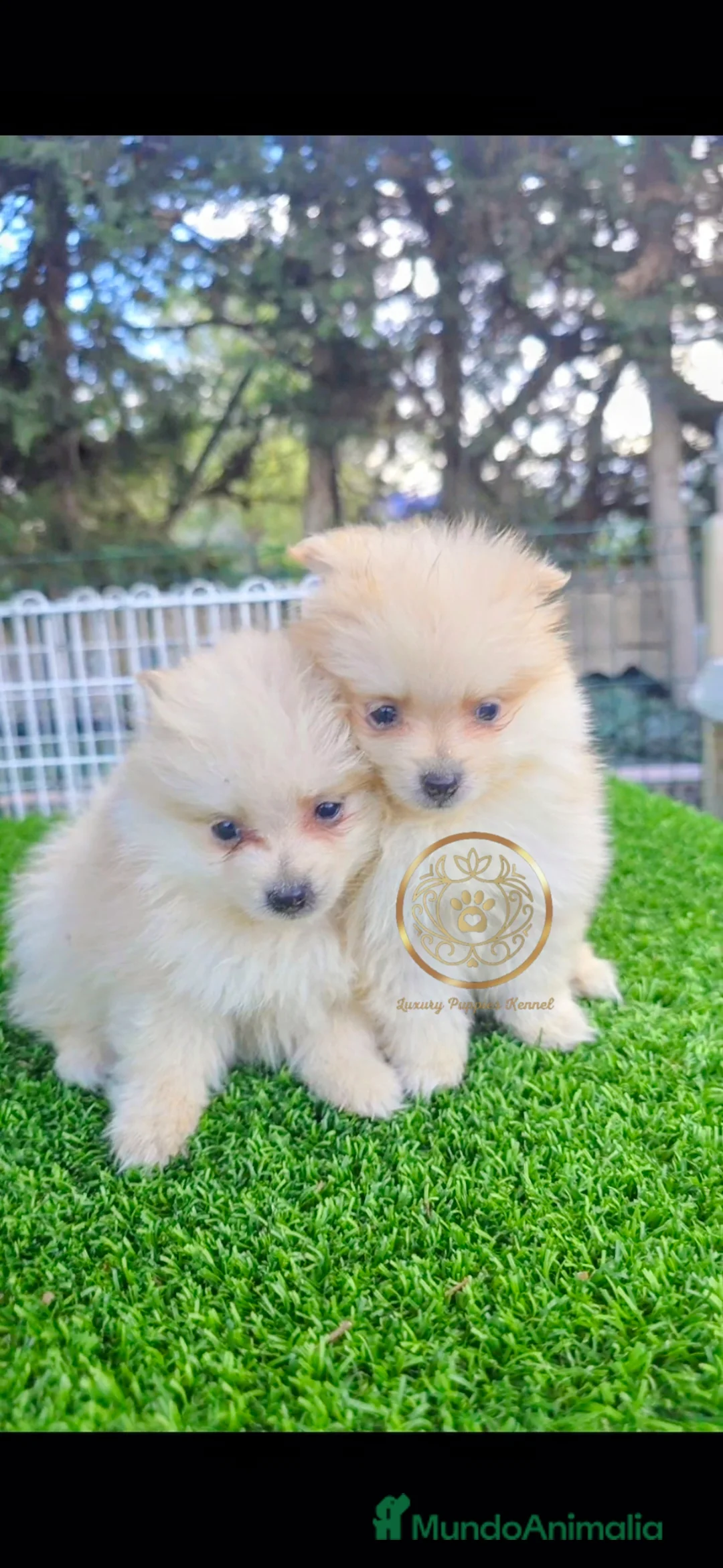 Pomerania perros en venta: Pomeranias  - Anuncio 1