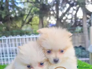 Pomerania perros Pomeranias - Anuncio 1
