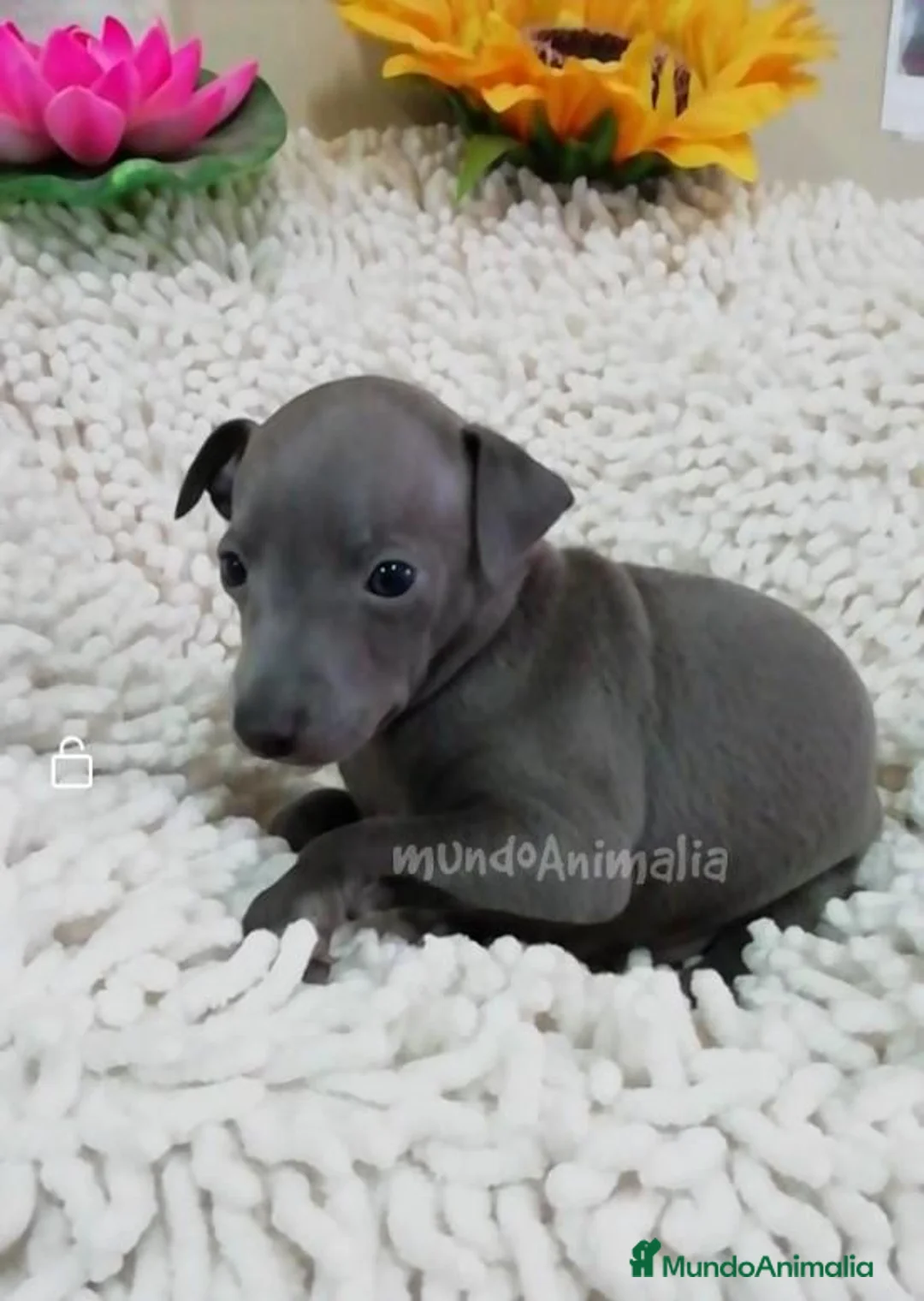 Imagen de galería {{count}}