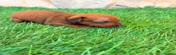 Pinscher Miniatura perros en venta: Pinscher Miniatura roja - Anuncio 4