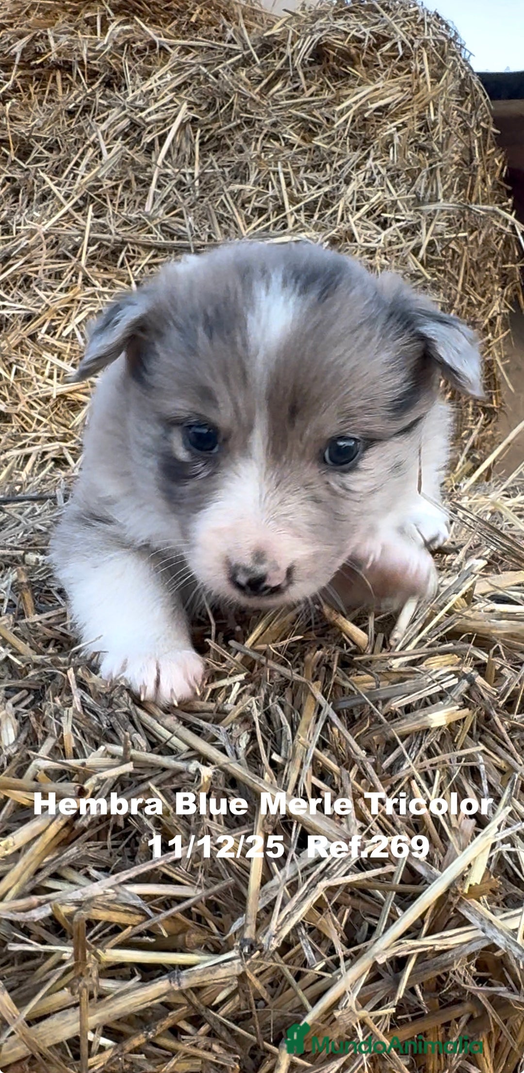 Border Collie perros en venta: Border Collie - Anuncio 5