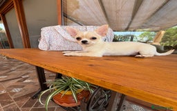 Chihuahua perros en venta: Chihuahua macho disponible !!! - Imagen 7