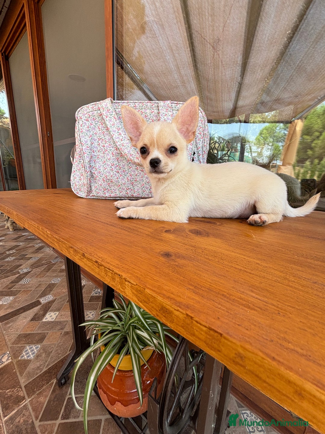 Chihuahua perros en venta: Chihuahua macho disponible !!! - Imagen 7