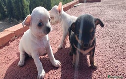 Chihuahua perros en venta: Chihuahua cabeza manzana, precio real! - Imagen 6