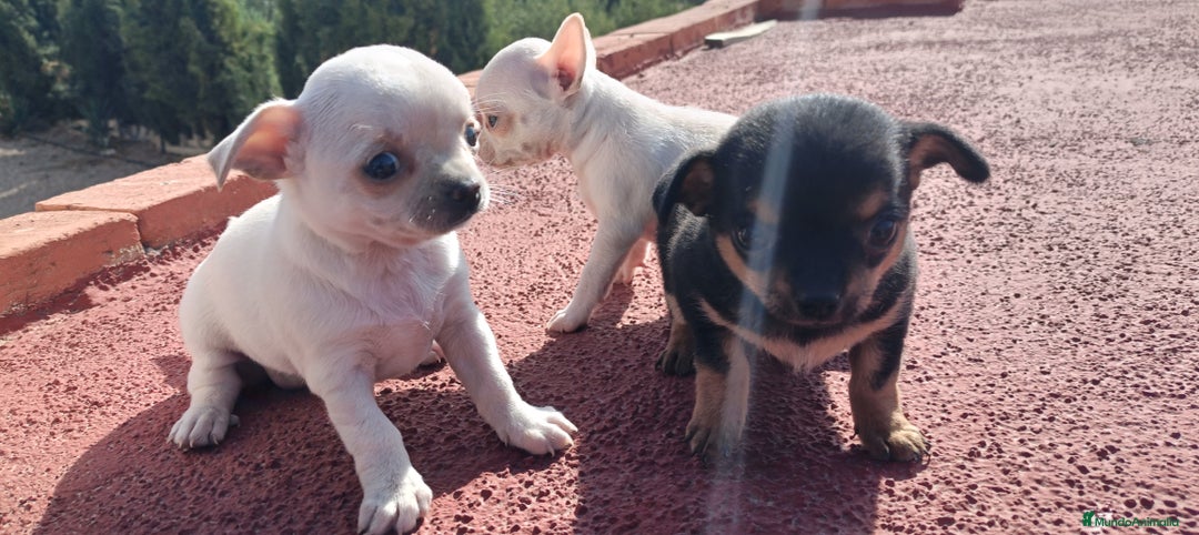 Chihuahua perros en venta: Chihuahua cabeza manzana, precio real! - Imagen 6