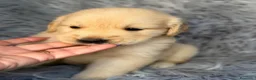 Golden Retriever perros en venta: Golden retriever macho - Anuncio 3