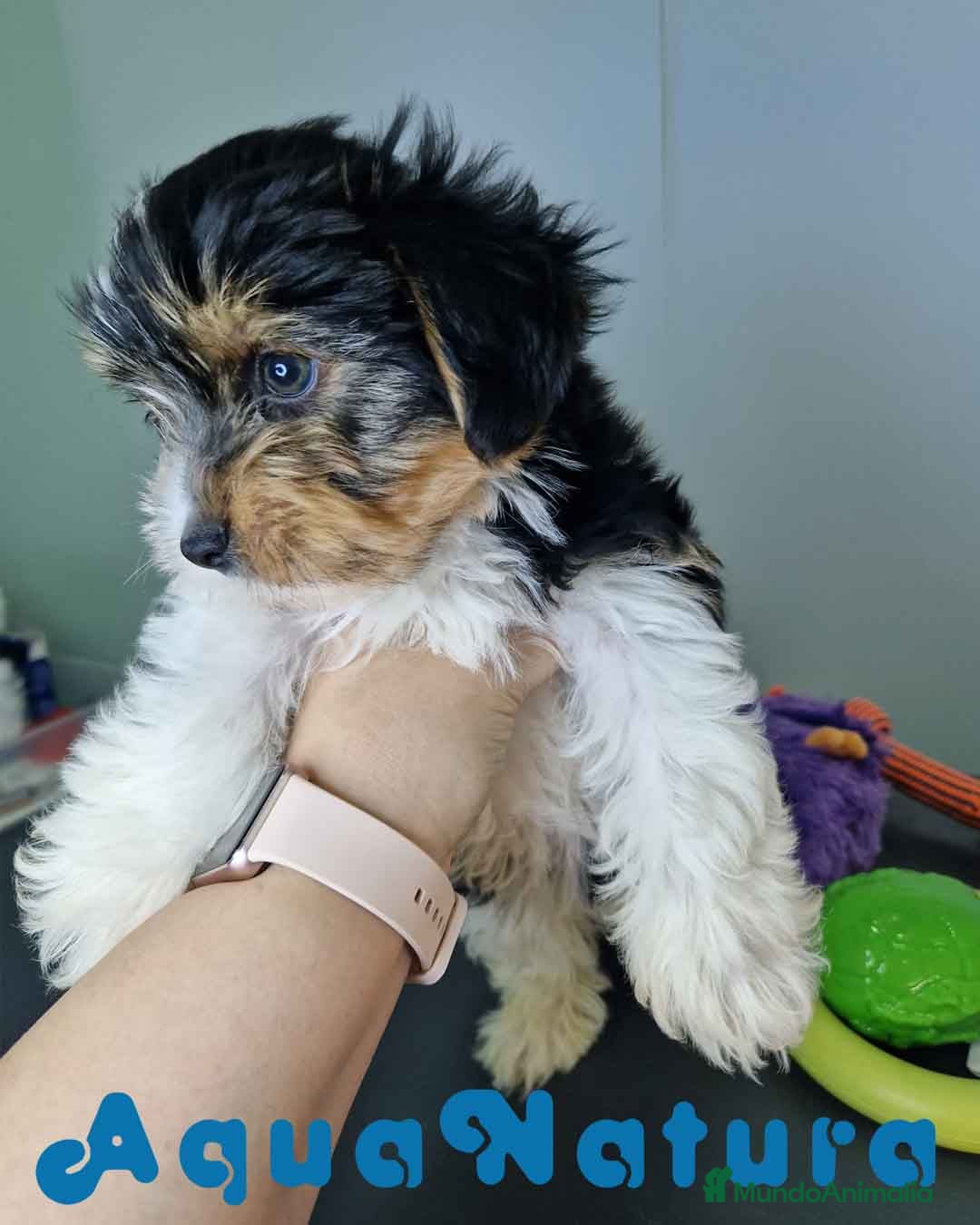 Biewer Yorkshire Terrier a la Pom Pon perros en venta: Yorkshire Biewer Macho CJMM 1762 AQUANATURA - Imagen 3