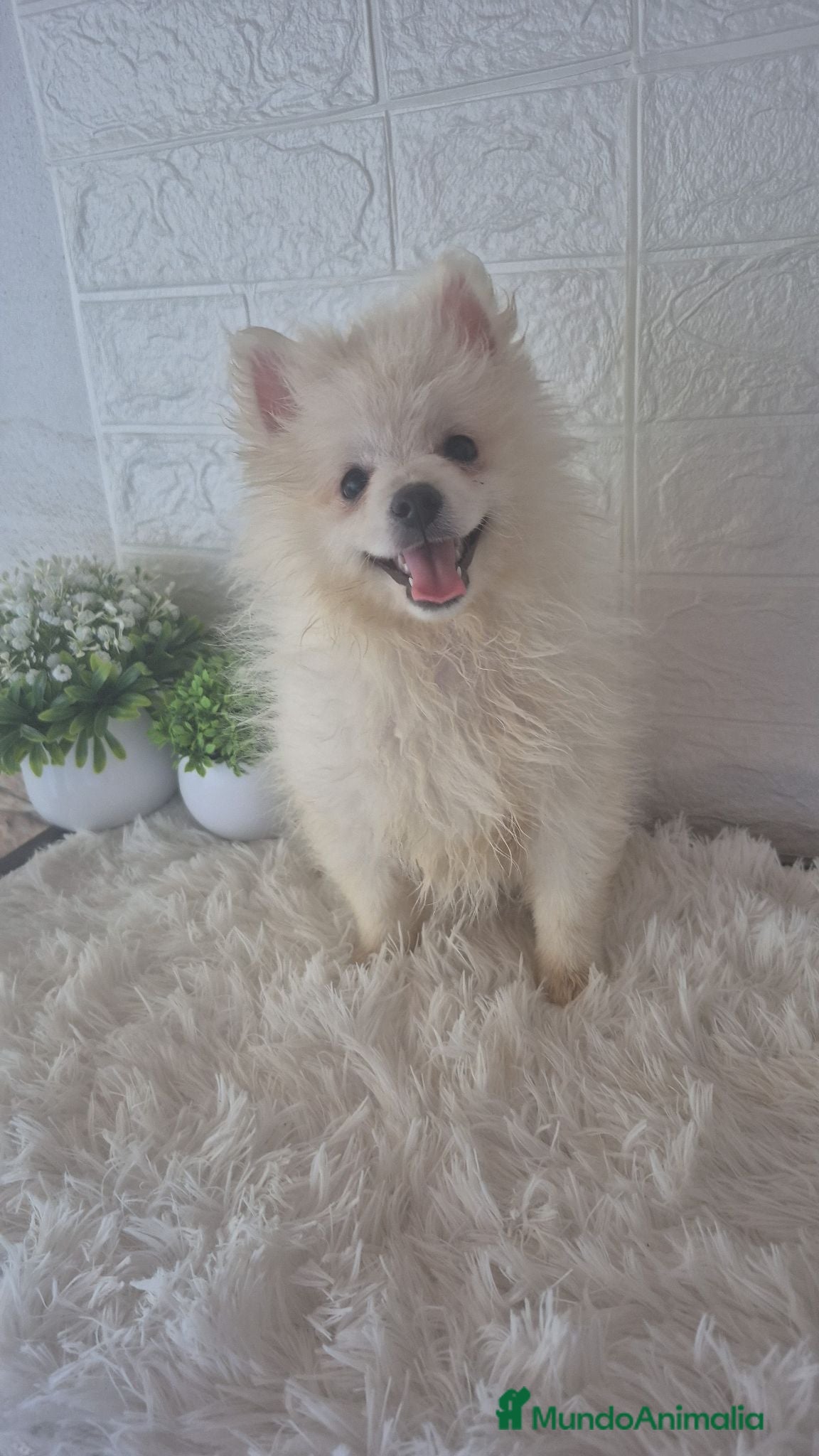 Pomerania perros Pomerania 🐾❤️ - Anuncio 7
