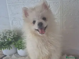 Pomerania perros Pomerania 🐾❤️ - Anuncio 9