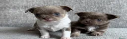 Chihuahua perros en venta: CHIHUAHUA CACHORROS  en Murcia - Anuncio 4