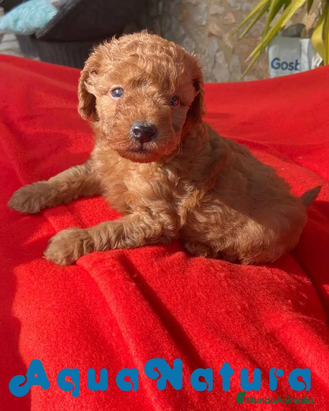 Caniche Toy perros en venta: Caniche Macho 7352 de Camila - AQUANATURA en Barcelona - Anuncio 2