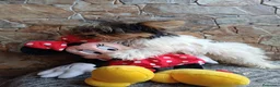 Biewer Yorkshire Terrier a la Pom Pon perros en venta: Camada Biewer Terrier Pura Raza - Anuncio 2