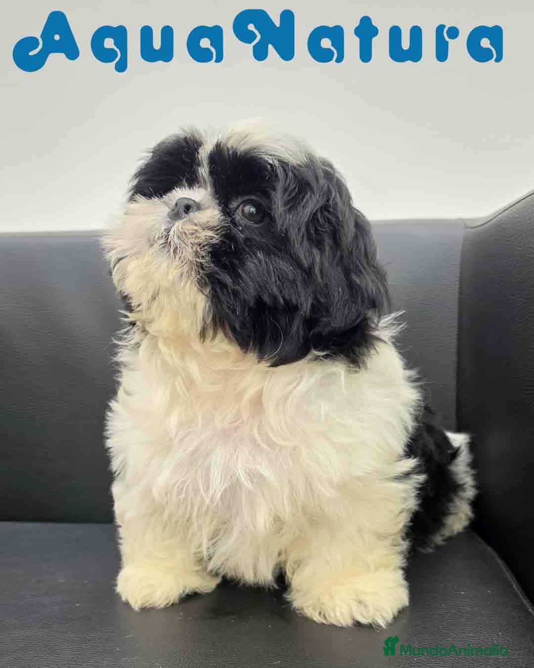 Shih Tzu perros Shih Tzu Macho de Agata y Newman 1896 AQUANATURA - Anuncio 1