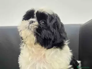 Shih Tzu perros Shih Tzu Macho de Agata y Newman 1896 AQUANATURA - Anuncio 1