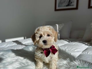 Maltipoo perros Maltipoo macho - Anuncio 1