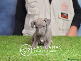 Pequeño Lebrel Italiano perros Piccolo lebrel italiano - Anuncio 3