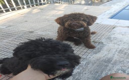 Perro de Agua Español perros en venta: Ultimo perro de aguas - Imagen 2