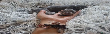 Pinscher Miniatura 3