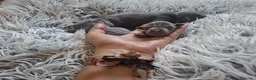 Pinscher Miniatura perros en venta: PINSCHER MINIATURA BLUE - Anuncio 4