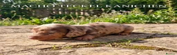 Teckel Miniatura perros en venta: Teckel miniatura arlequines  - Anuncio 1