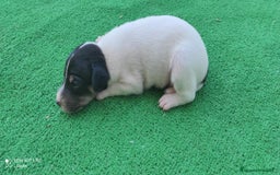 Ratonero Bodeguero Andaluz perros en venta: Cachorros de Ratonero Bodeguero Andaluz - Imagen 5