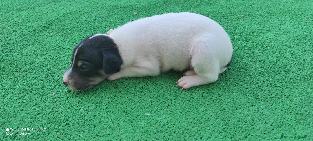 Ratonero Bodeguero Andaluz perros en venta: Cachorros de Ratonero Bodeguero Andaluz - Imagen 5