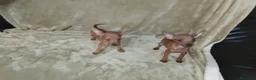 Pinscher Miniatura perros en venta: Pinscher miniatura rojos🐶🐾🔥 - Anuncio 2