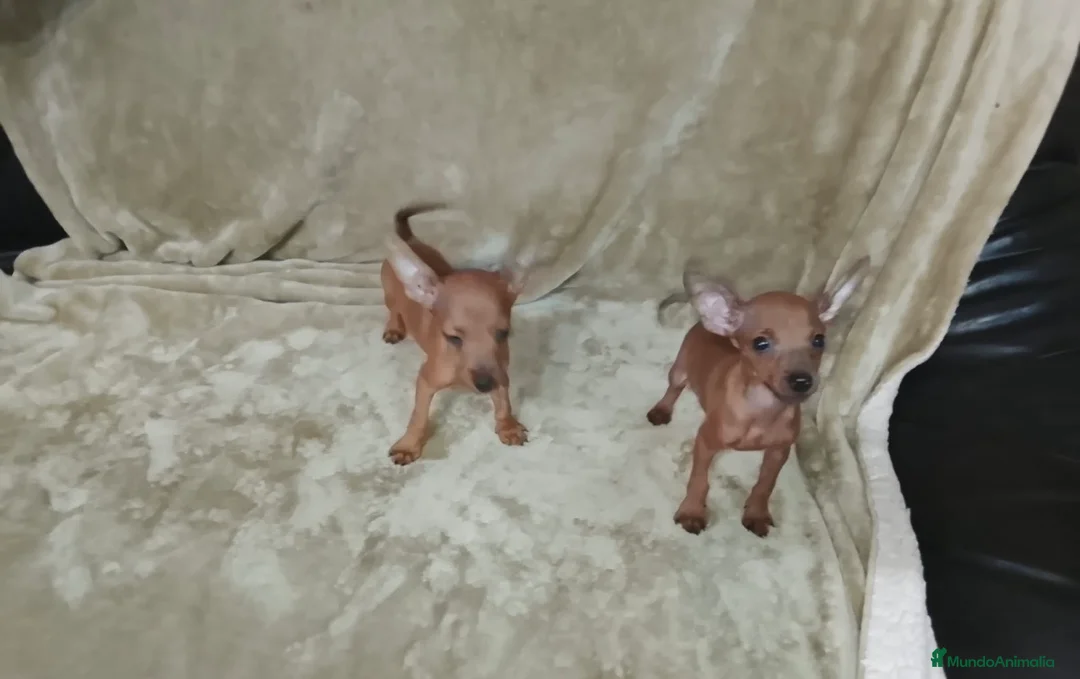 Pinscher Miniatura perros en venta: Pinscher miniatura rojos🐶🐾🔥 - Anuncio 2