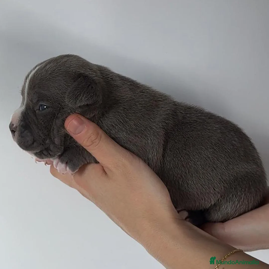 American Bully perros en venta: Preciosos Cachorros de American Bully en Cantabria - Anuncio 11