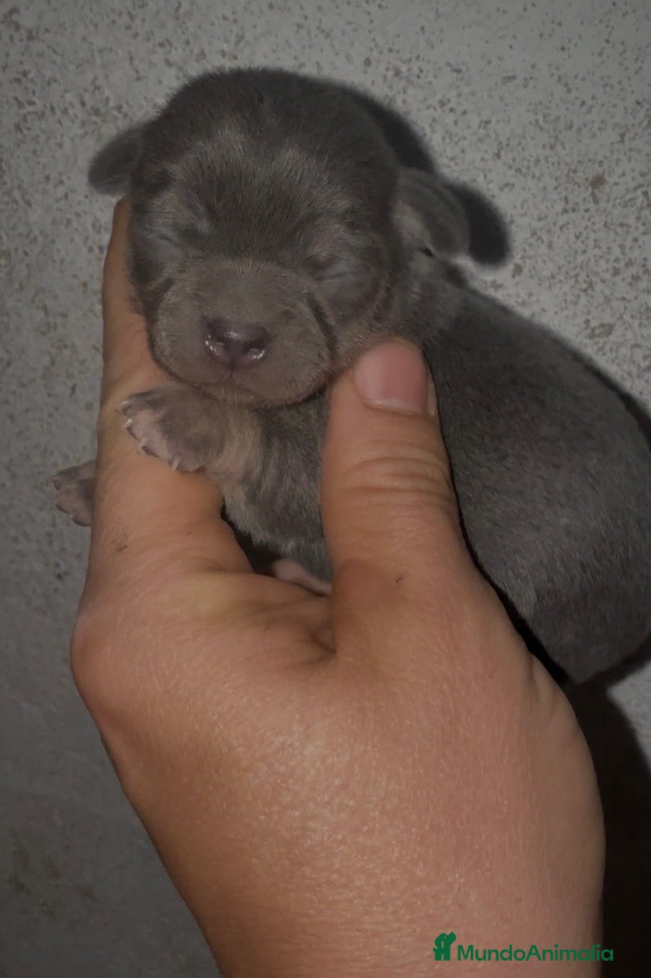 Chihuahua perros Chihuahuas - Anuncio 2