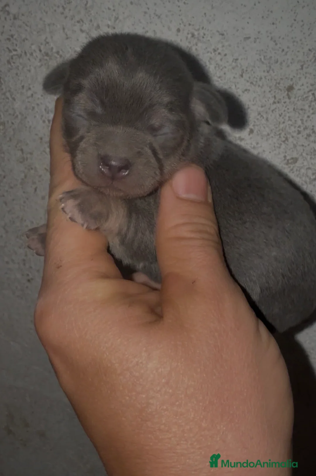 Chihuahua perros en venta: Chihuahuas - Anuncio 1