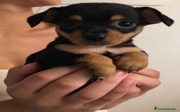 Pinscher Miniatura perros en venta: MINI PINCHER - Anuncio 1