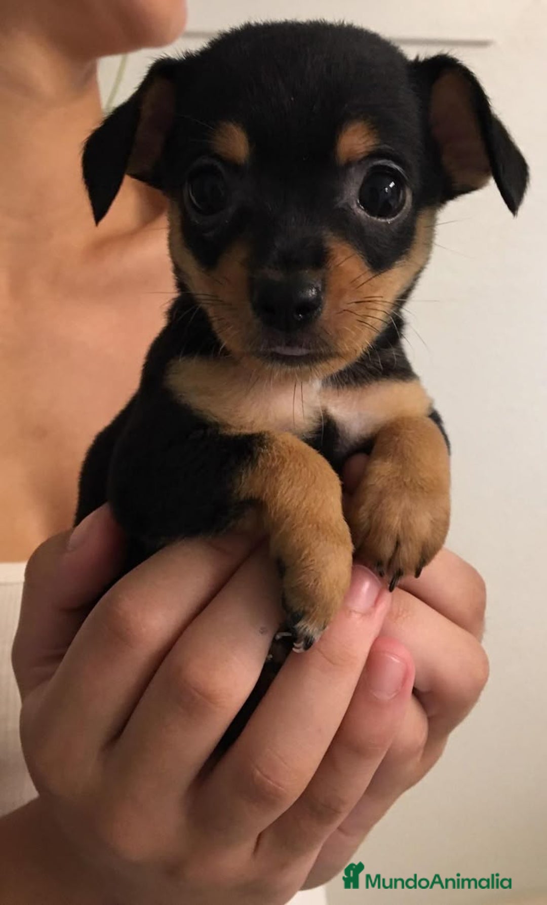 Pinscher Miniatura perros en venta: MINI PINCHER - Anuncio 1