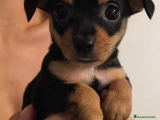 Pinscher Miniatura perros MINI PINCHER - Anuncio 6