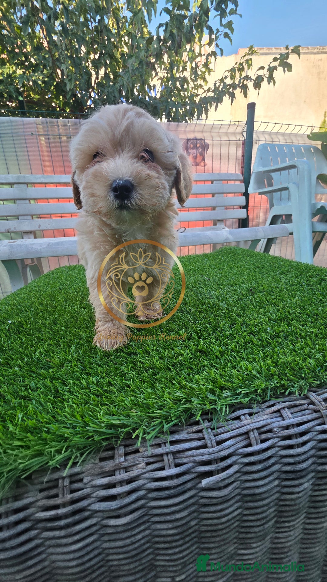 Maltipoo perros en venta: Maltipoo coreano - Imagen 4