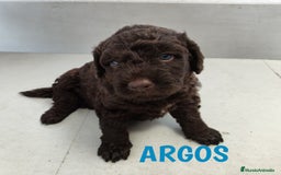 Perro de Agua Español perros en venta: Perros de agua de La Renquia - Imagen 10