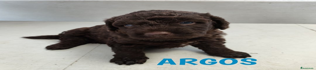 Perro de Agua Español Cachorro 3