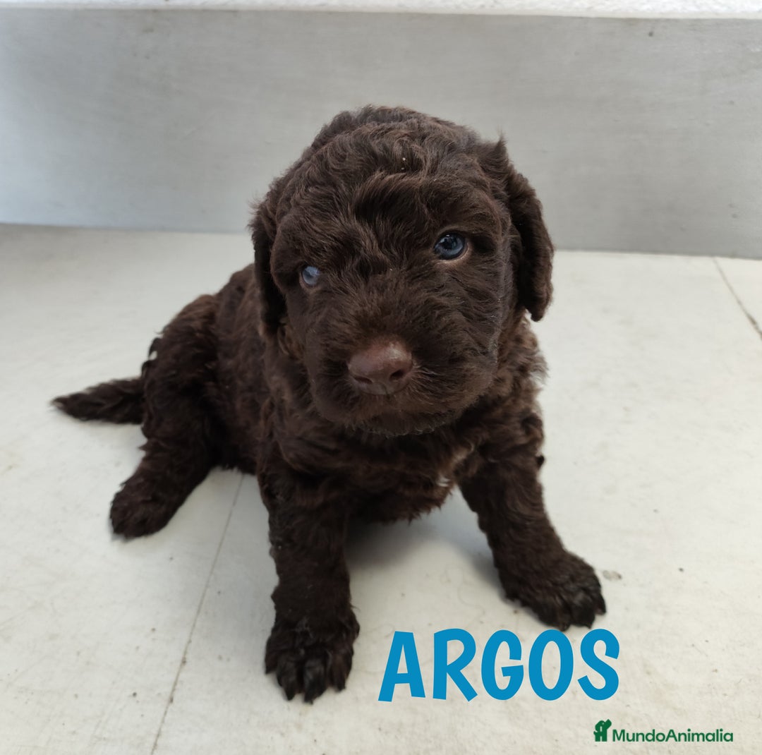 Perro de Agua Español perros en venta: Perros de agua de La Renquia - Imagen 10