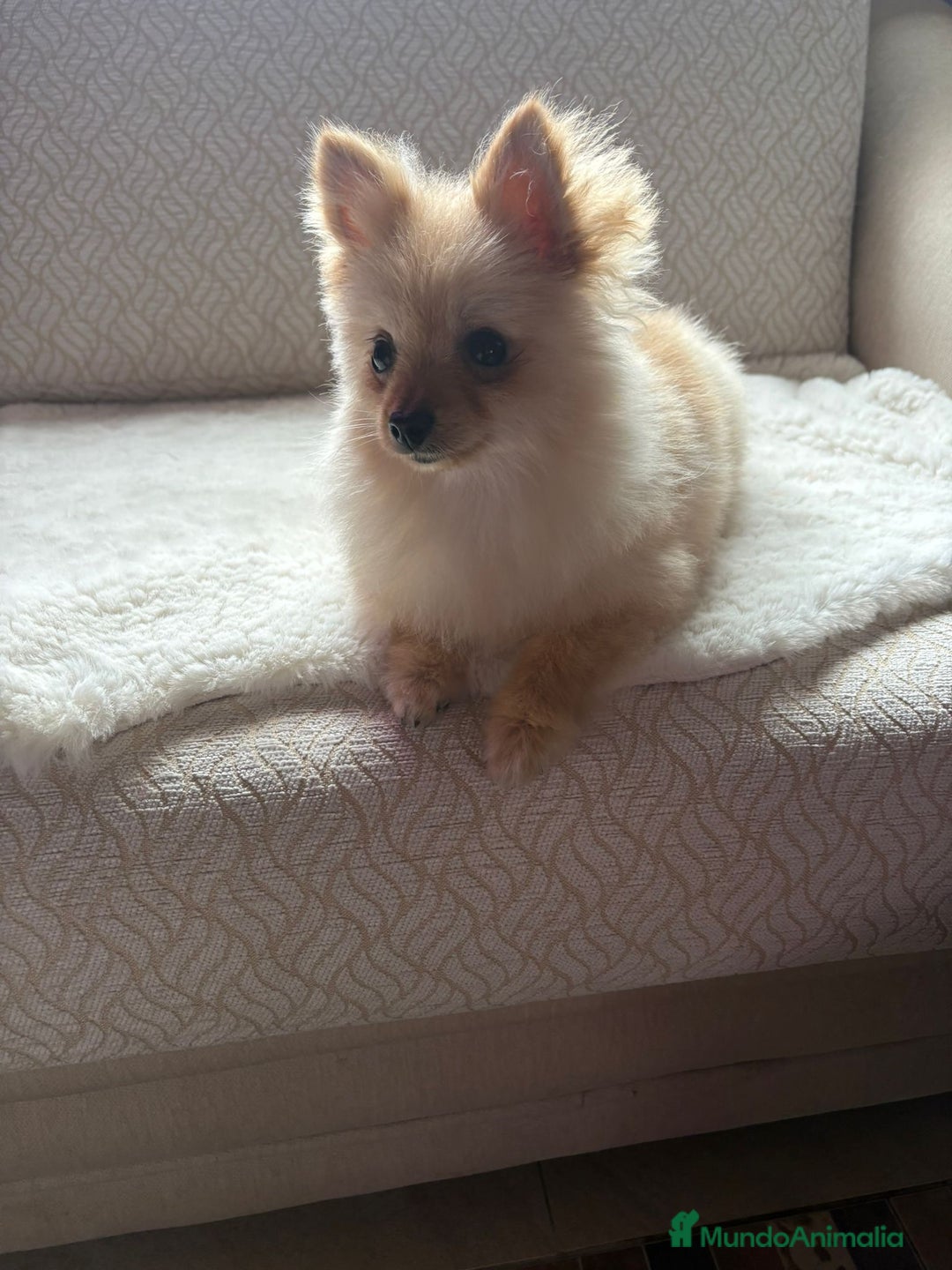 Pomerania perros en venta: pomerania toy tiene 9 meses pesa 2 kilo 200 gramos - Anuncio 6