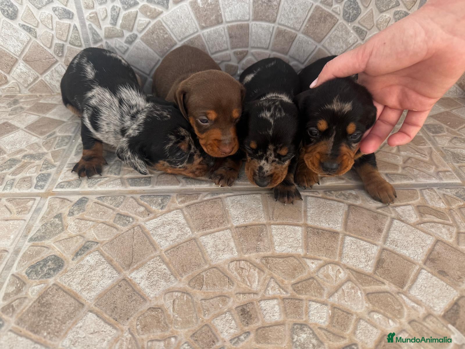 Teckel Miniatura perros Disponibles teckel colores espectaculares 🐾🐶 - Anuncio 3