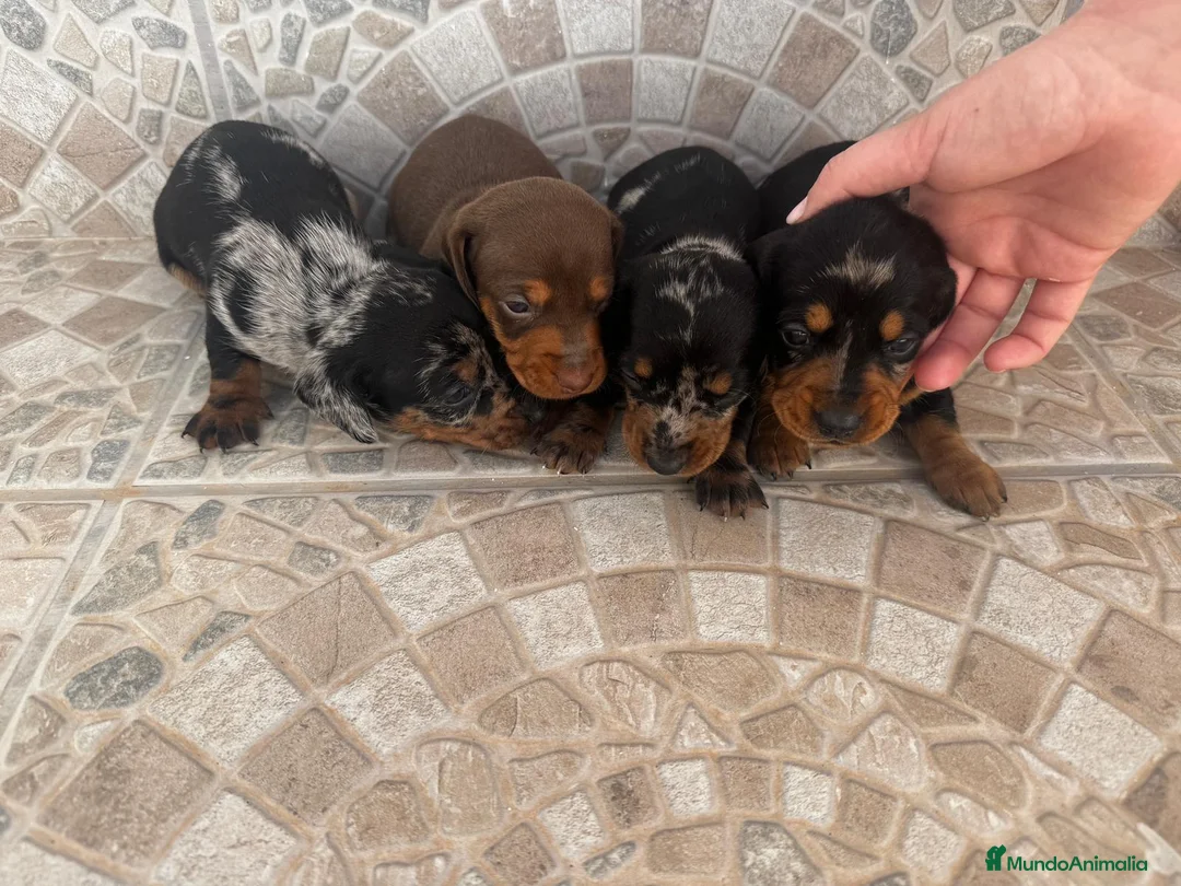 Teckel Miniatura perros en venta: Disponibles teckel colores espectaculares 🐾🐶 - Anuncio 1